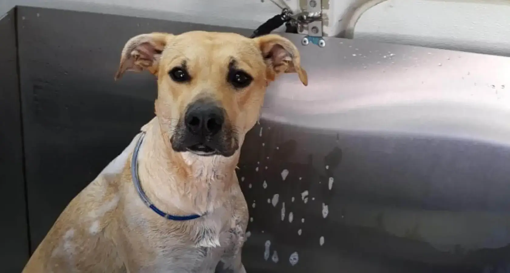 Servicios Estética Canina a Domicilio