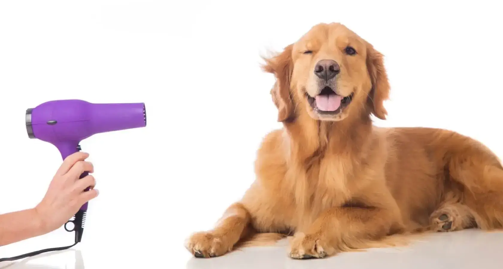 Zonas de Cobertura Estética Canina a Domicilio CDMX