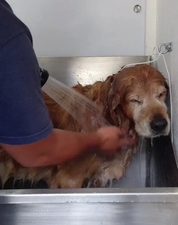 Baño de perro en estética canina