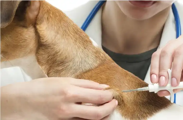 Veterinario colocando microchip a mascota