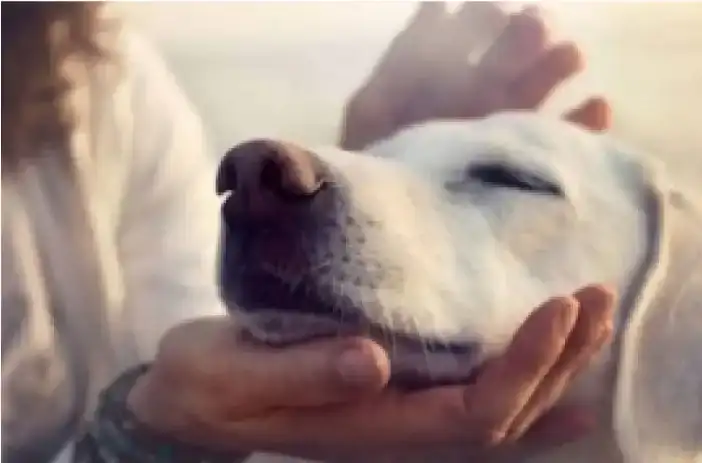 Servicio de cremación de mascotas, despedidas