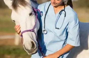 Veterinario atendiendo equino