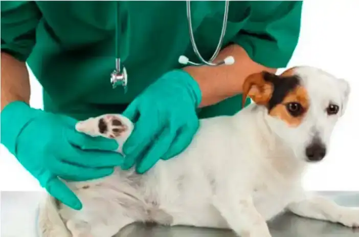 Esterilizaciones caninas a domicilio