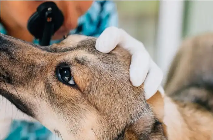 Oftalmología canina a domicilio